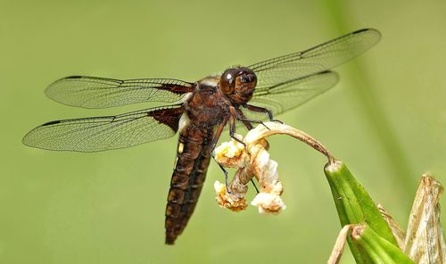 Close-up of dragonfly on plant