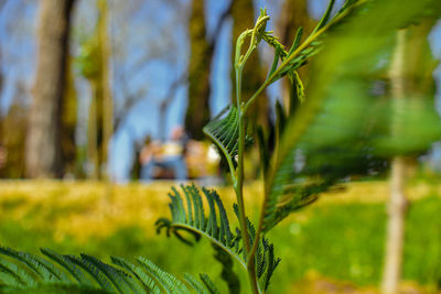 Close-up of crop growing on field