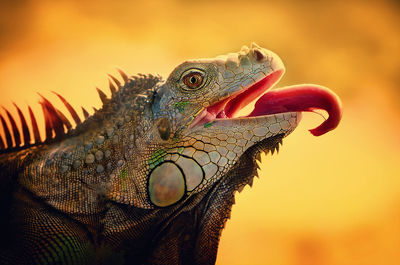 Close-up of bearded dragon