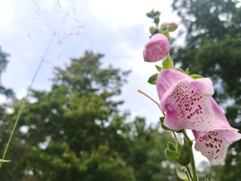 Close-up of pink flowering plant