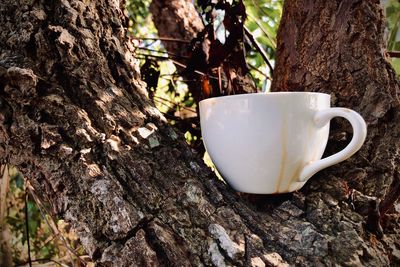 Close-up of coffee cup on tree trunk