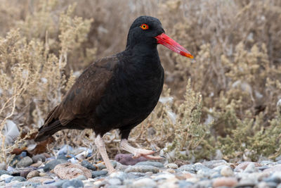 Black bird perching on rock