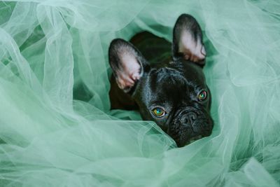 Portrait of dog amidst netting