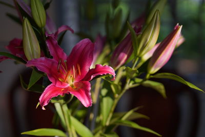 Close-up of pink lily flowers