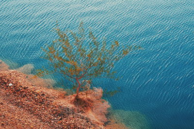 High angle view of tree by sea