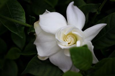 Close-up of white flower blooming outdoors