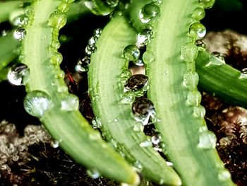 Close-up of wet succulent plant