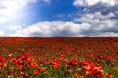 Scenic view of red flowering plants on field against sky