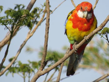 Low angle view of parrot perching on branch