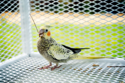 Close-up of bird perching in cage