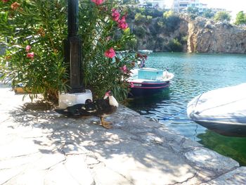 View of birds in water