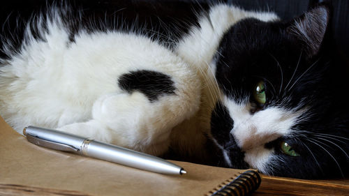 Close-up of cat looking away