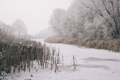 Scenic view of trees against sky during winter