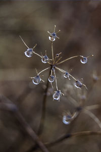 Close-up of frozen plant