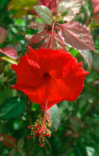 Close-up of red hibiscus flower