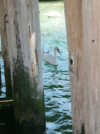 Bird perching on wooden post in sea