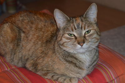 Close-up of cat lying on bed