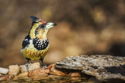 Close-up of a bird perching on rock