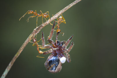 Close-up of spider on web