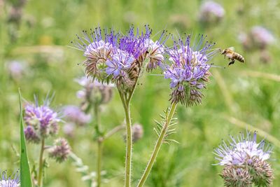 Close-up of bee pollinating on fresh purple flower