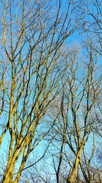 Low angle view of tree against sky