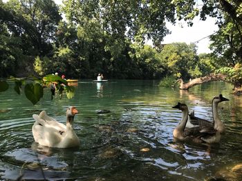 Ducks swimming in lake