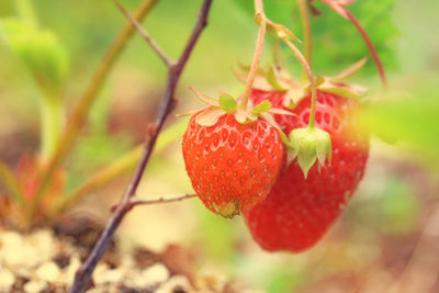 Ripe strawberries growing in the garden sunny summer day