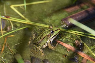 Close-up of frog on leaf