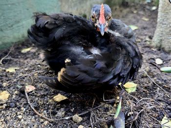 High angle view of a bird