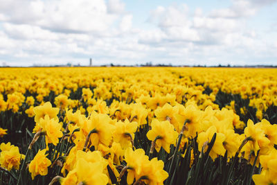 Scenic view of yellow flowering field against sky