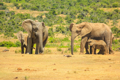 View of elephant in animal