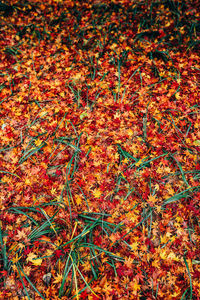 Full frame shot of autumn leaves