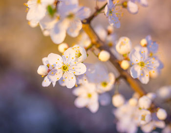 Beautiful plum tree branches full with white flowers in spring.