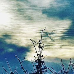 Bare tree against sky