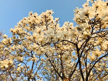 Low angle view of cherry blossoms against clear sky