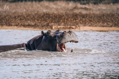 Horse in a lake