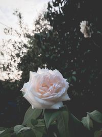 Close-up of white rose