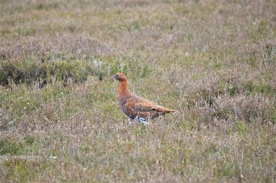 Side view of a bird on field