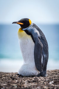 Penguin on shore at beach