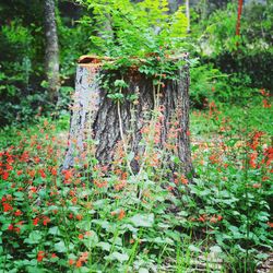 Close-up of flowering plants in forest