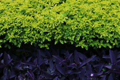 Plants growing in park