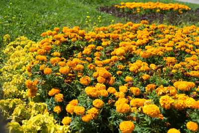 Close-up of yellow flowering plants