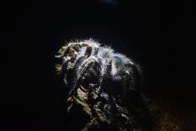 Close-up of spider against black background