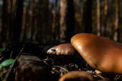 Close-up of mushroom growing in forest