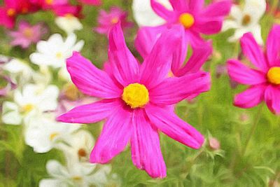 Close-up of pink flower