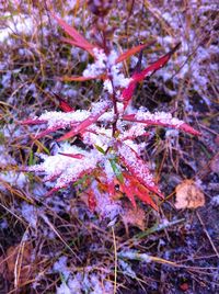 Close-up of leaves on twig