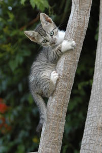 Bird on tree trunk
