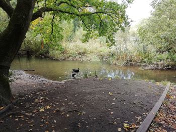 Scenic view of lake amidst trees in forest