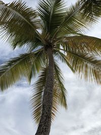 Low angle view of palm tree against sky