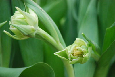 Close-up of flower blooming outdoors